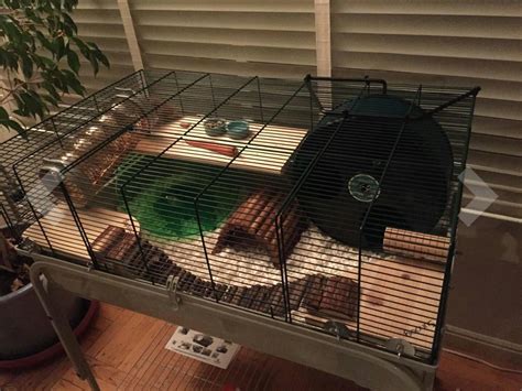 cages for a hamster|best cage for a syrian hamster.